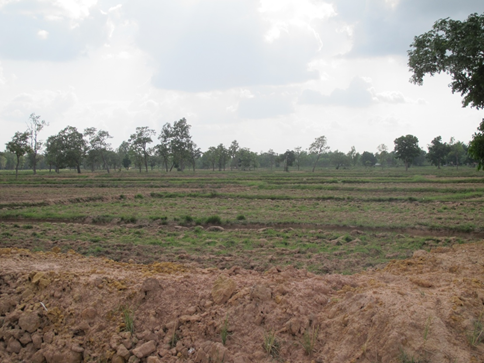 Rice field without rain water