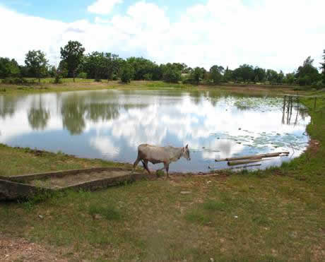 Nongyang pond needs to be dredged to hold more water